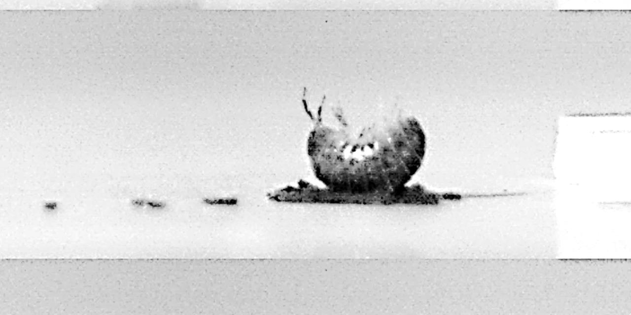 WinslowLance's tweet card. A field called swarm robotics is taking inspiration from ants, bees and even slime molds.