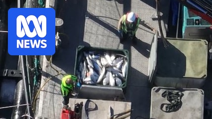 ProtectOurShore's tweet card. Tasmanian salmon producer Huon Aquaculture launches a "full investigation" after video taken at one of its fish farms showed live salmon being siphoned out of a pen and sealed in tubs with piles of...