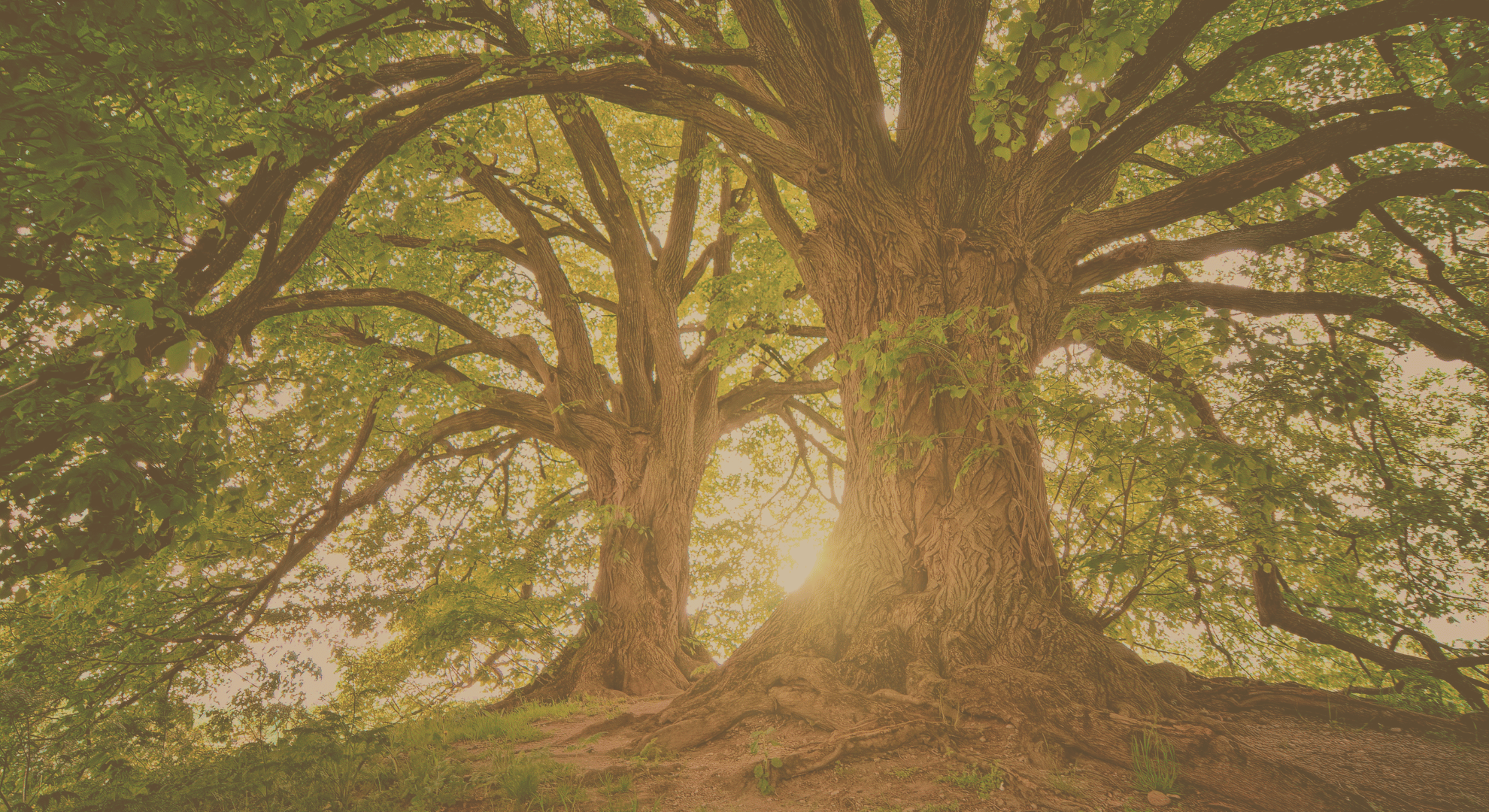 HappyHealingInc's tweet card. Shop Fenben Need Help Placing an Order? We’ll Walk You Through The Process Click the button for a simple, step-by-step walkthrough that guides you through the process with ease. We’ll walk you...