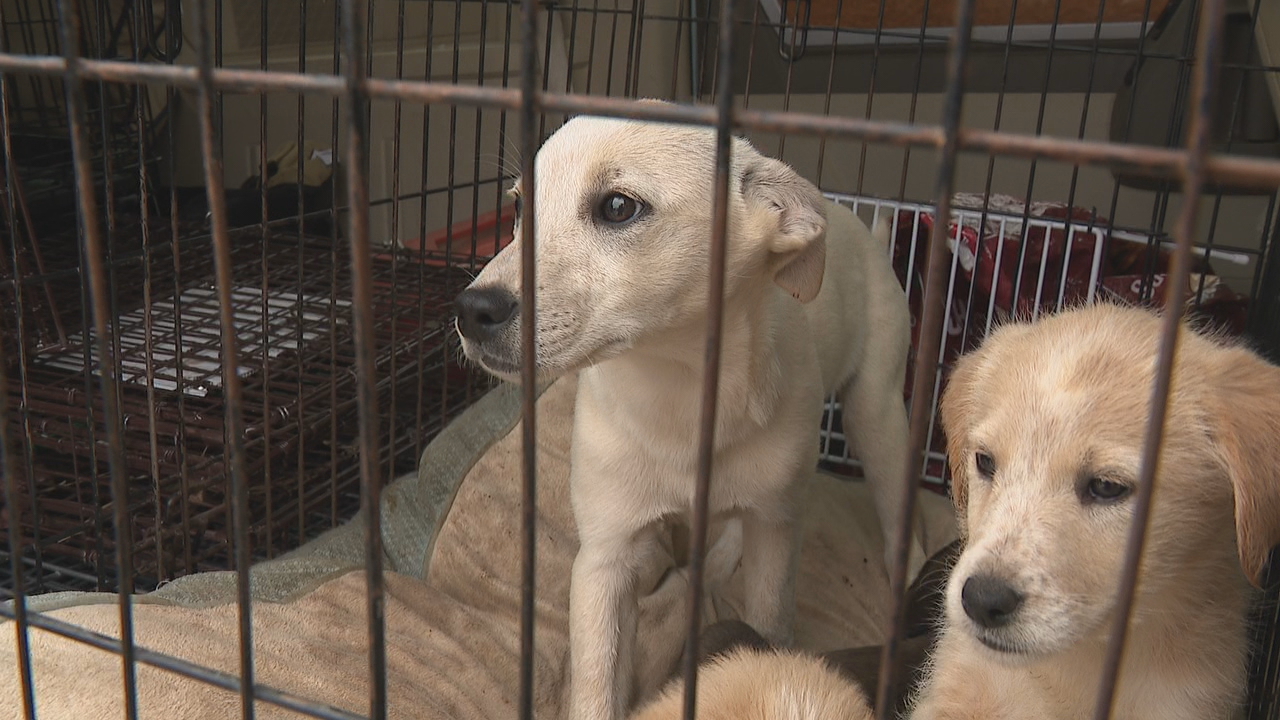 webnerd_lw's tweet card. Over a dozen dogs are dumped behind a local shelter. How rescue groups are working together to care for them, and the message they have for you.