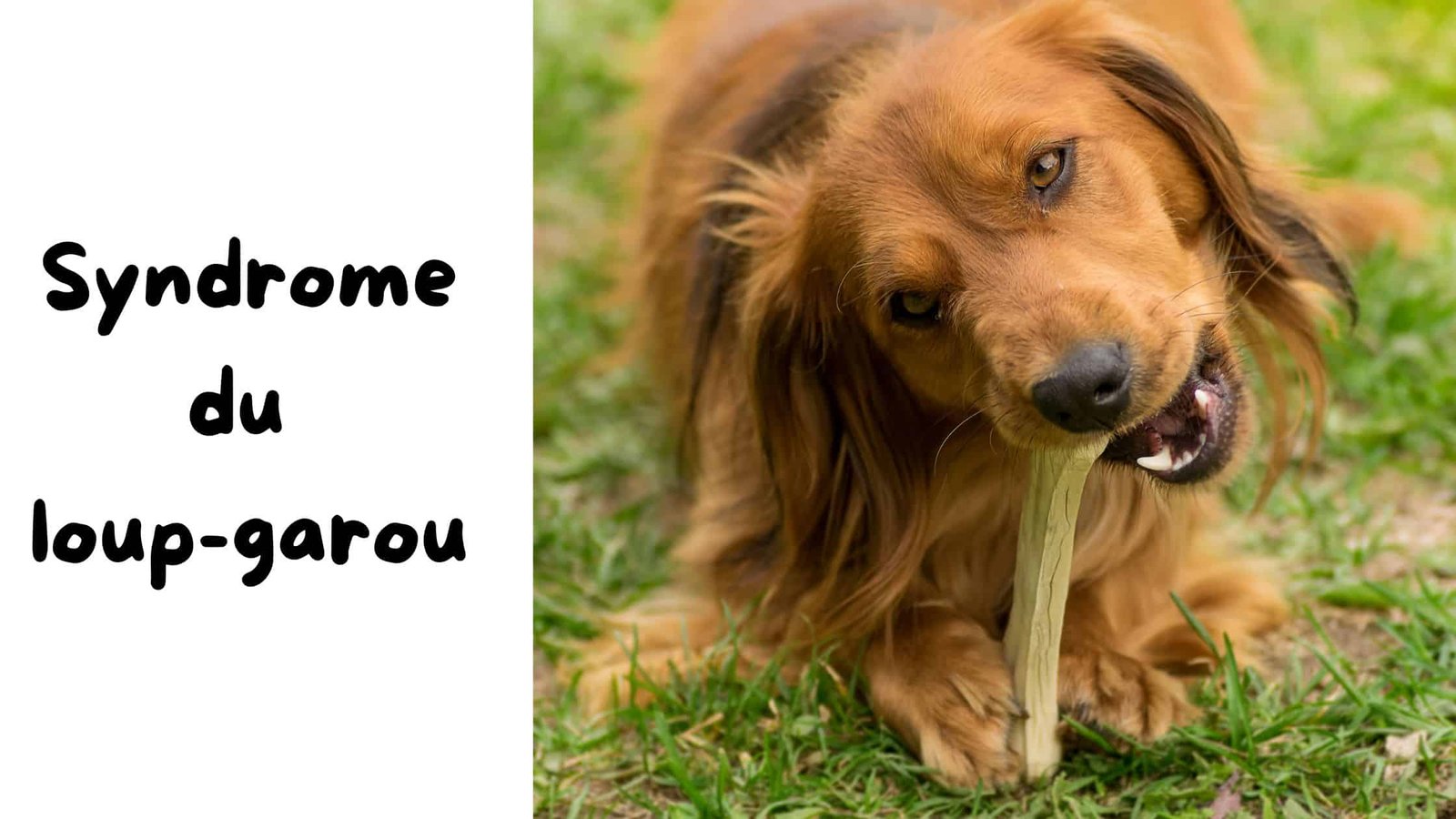 patwebmaster's tweet card. Découvrez le syndrome du loup-garou, une menace neurologique pour les chiens, causée par des os à mâcher contaminés. Protégez votre compagnon.