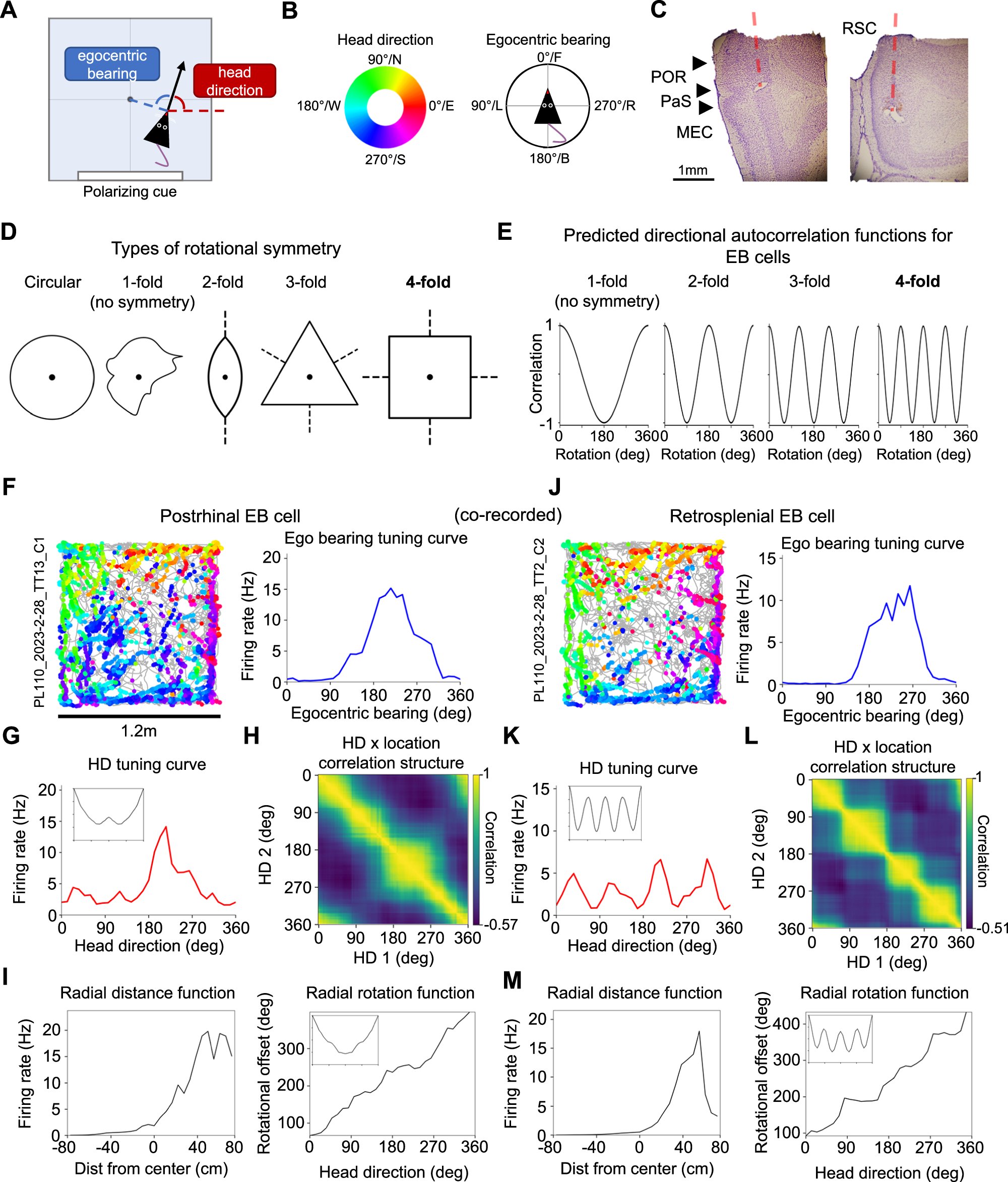 KilachandCenter's tweet card. Nature Communications - Whether and how the postrhinal (POR) and retrosplenial (RSC) cortices interact with each other and impact downstream allocentric representations are not fully understood....