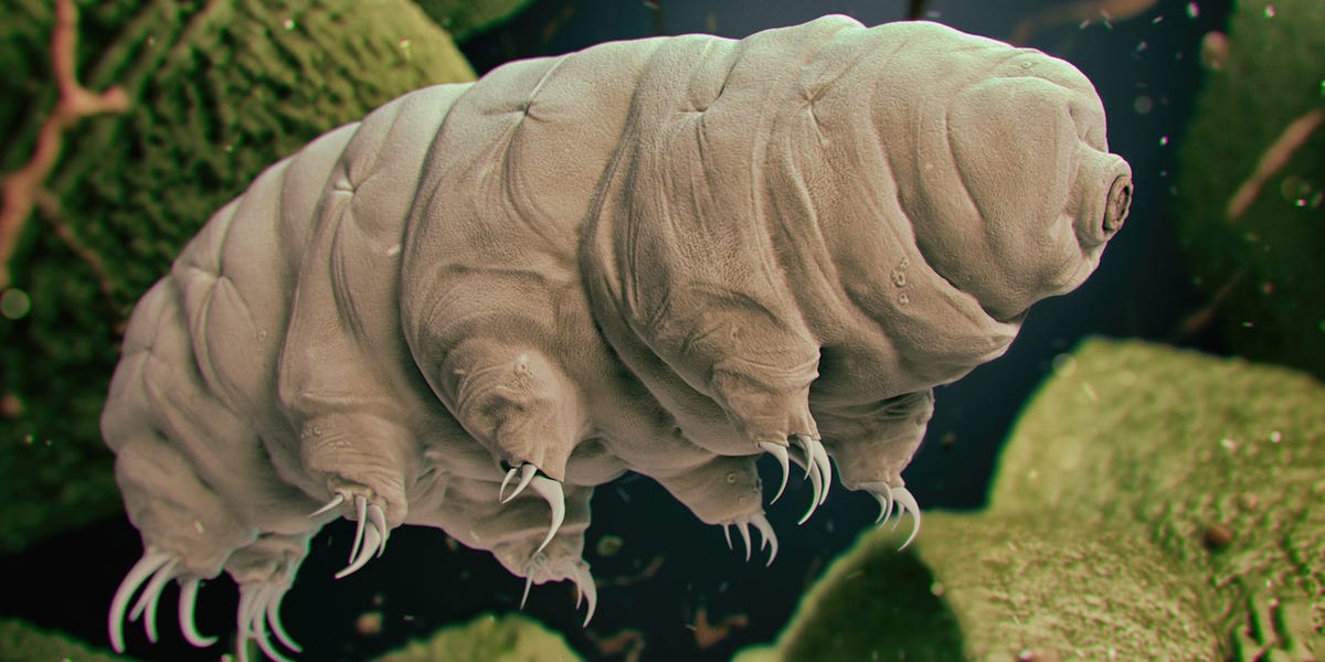nullvariable's tweet card. A spacecraft carrying tardigrades crashed on the moon in 2019. In a 2021 study, scientists set out to test whether the creatures could've survived.