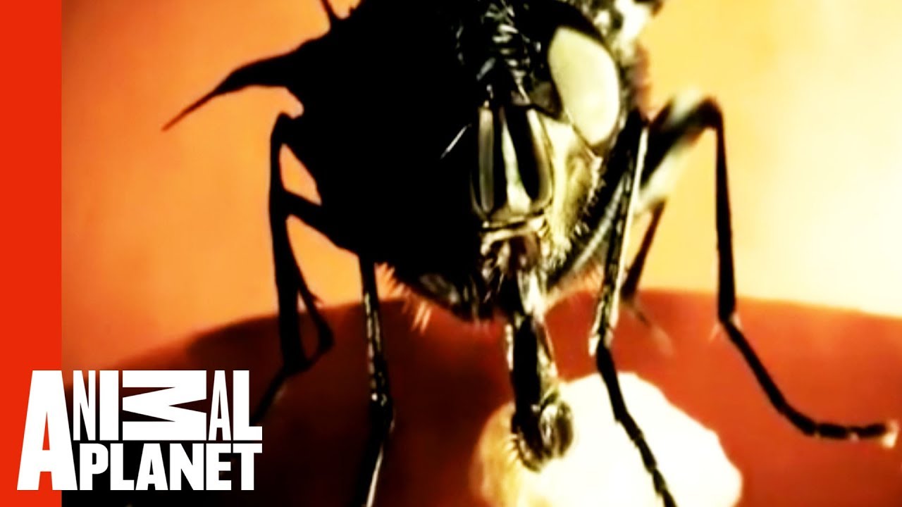 botfly9's tweet card. Botfly Invasion | Monsters Inside Me