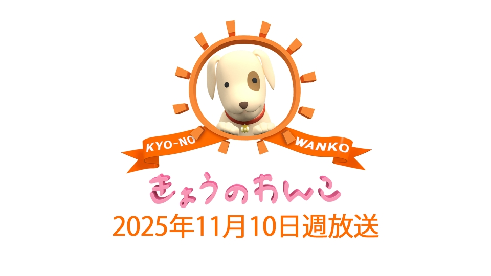 TVer_info's tweet card. 「きょうのわんこ」2025/11/10週放送「2025/11/10週放送 きょうのわんこ」を無料で見るならTVer（ティーバー）！11/10放送 ほたるちゃん メス 9才4ヵ月（ゴールデン・レトリーバー） 11/11放送 コナンくん オス 11才3ヵ月（JR・テリア） 11/12放送 アンちゃん メス 11ヵ月（コーイケルホンディエ） 11/13放送 風太くん オス 12才（ミニチュア・シュ...