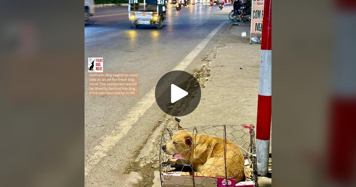 Fushia69189567's tweet card. 374 j'aime, 112 commentaires. « VIETNAM: DOG CAGED TO ENTICE DOG EATERS Dogs get locked in tiny wire cages on the edge of a busy roads as advertisements for dog meat cafes. The cages are chained to...