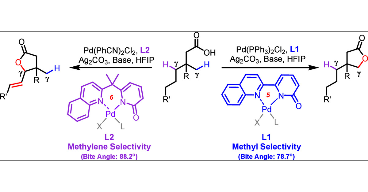 J_A_C_S's tweet card. Despite recent advances in ligand-enabled C(sp3)–H functionalization of native substrates, controlling chemoselectivity in the presence of methyl and methylene C(sp3)–H bonds remains a significant...