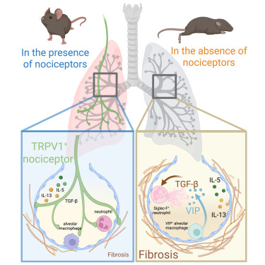 Lo_Zanzi's tweet card. Sensory innervation impacts several lung diseases, but whether it influences pulmonary fibrosis (PF) is unclear. Hiroki et al. report that depletion of TRPV1+ nociceptors leads to worsening of...