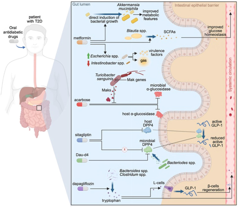 MishraaLab's tweet card. In this review, Nieuwdorp et al. review the role of gut microbial strains and their diet-derived metabolites involved in T2DM. They further discuss potential microbiome-targeted diagnostic and...