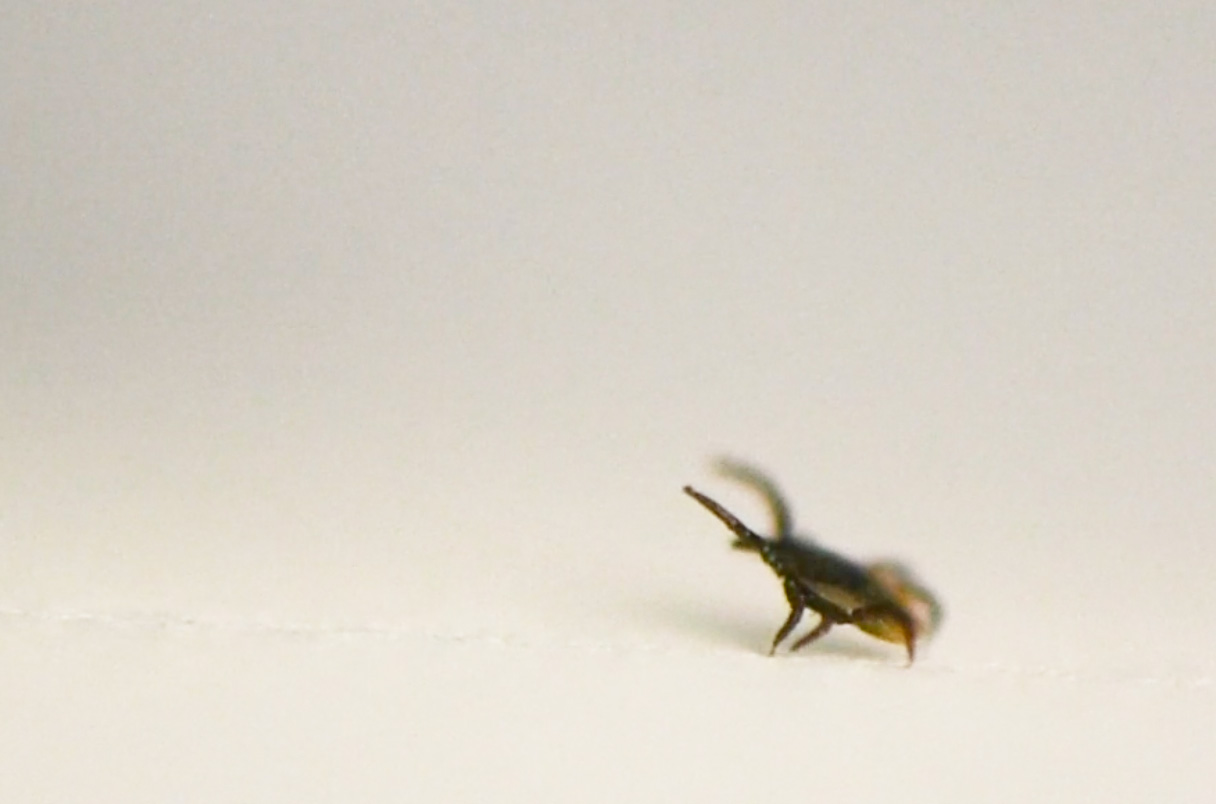 MatheusPN2's tweet card. Blood-sucking arachnids may rely on the electrical charge that builds on mammals as they walk through tall grass