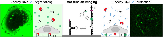 angew_chem's tweet card. DNA-based probes are rapidly degraded by DNases in live-cell environments, limiting their use. We introduce a decoy DNA strategy, where an excess of unmodified double-stranded DNA acts as a competi...