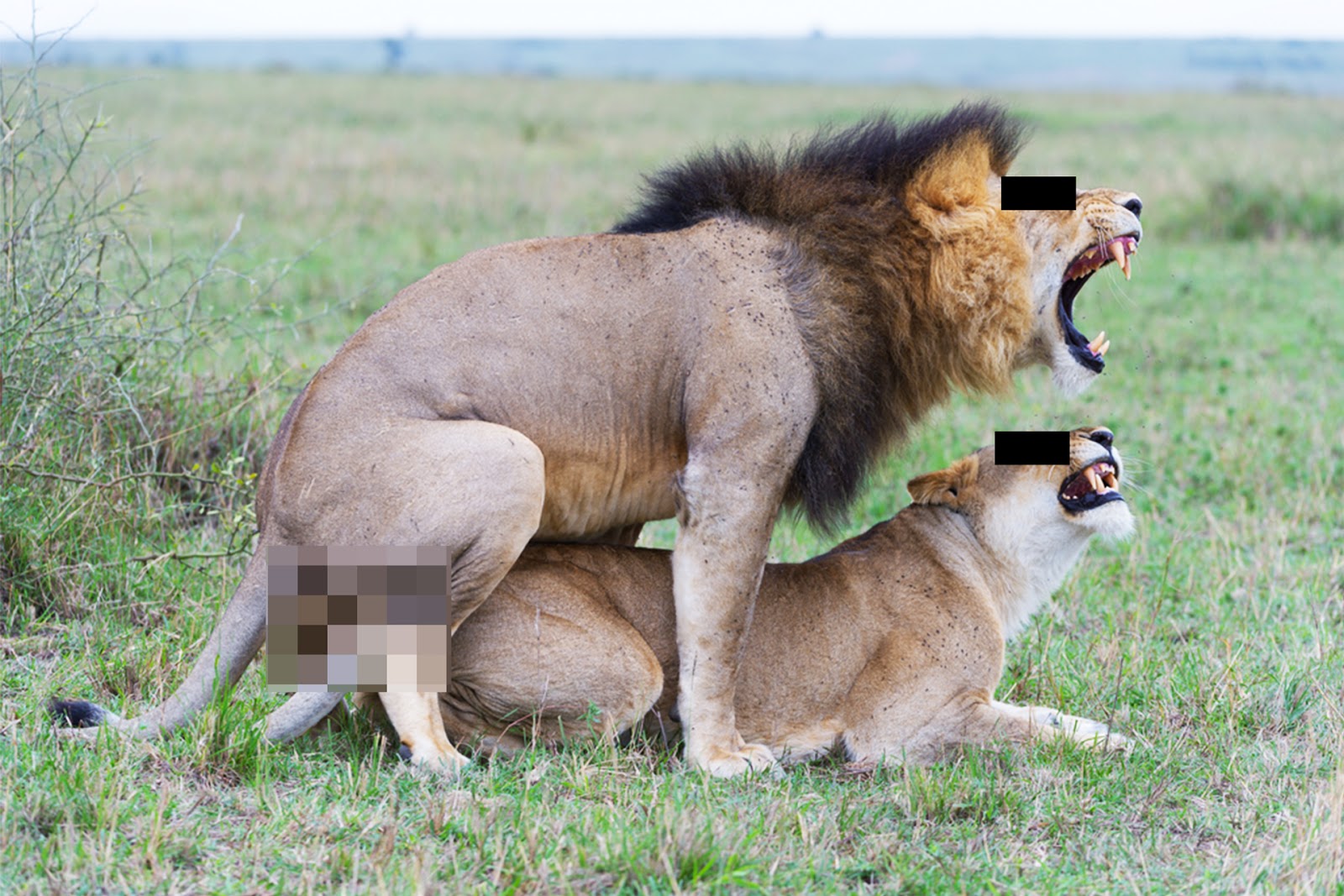 Der_Postillon's tweet card. In London begann heute der Prozess gegen den bekannten britischen Naturfotografen und Kameramann Herbert Brunston. Ein Löwenpärchen aus Tansania bezichtigt den 46-Jährigen, die beiden im Jahr 2013 im...