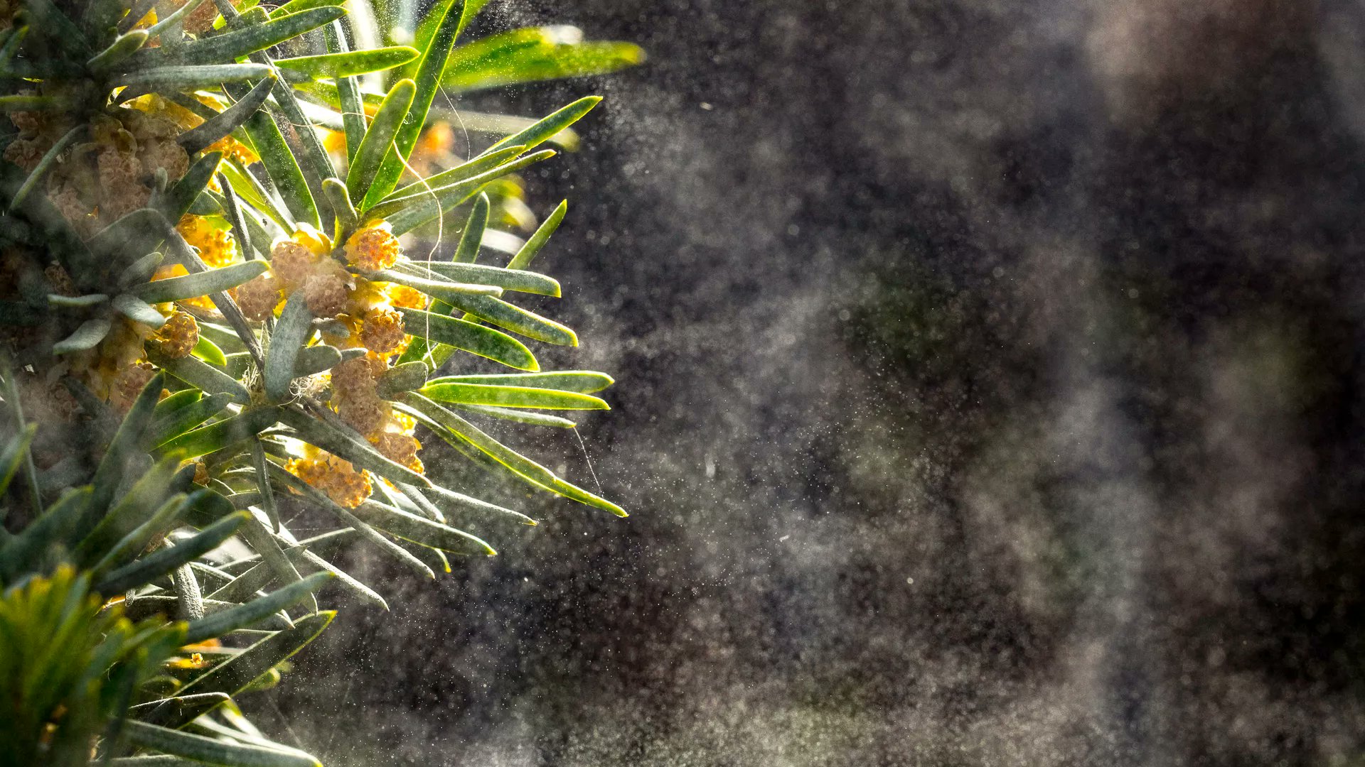 DavidPatrickMD's tweet card. Asthma is the most prevalent chronic disease childhood in high income countries, with 41 prevalence rising steeply during the late 20 th century, a pattern n...