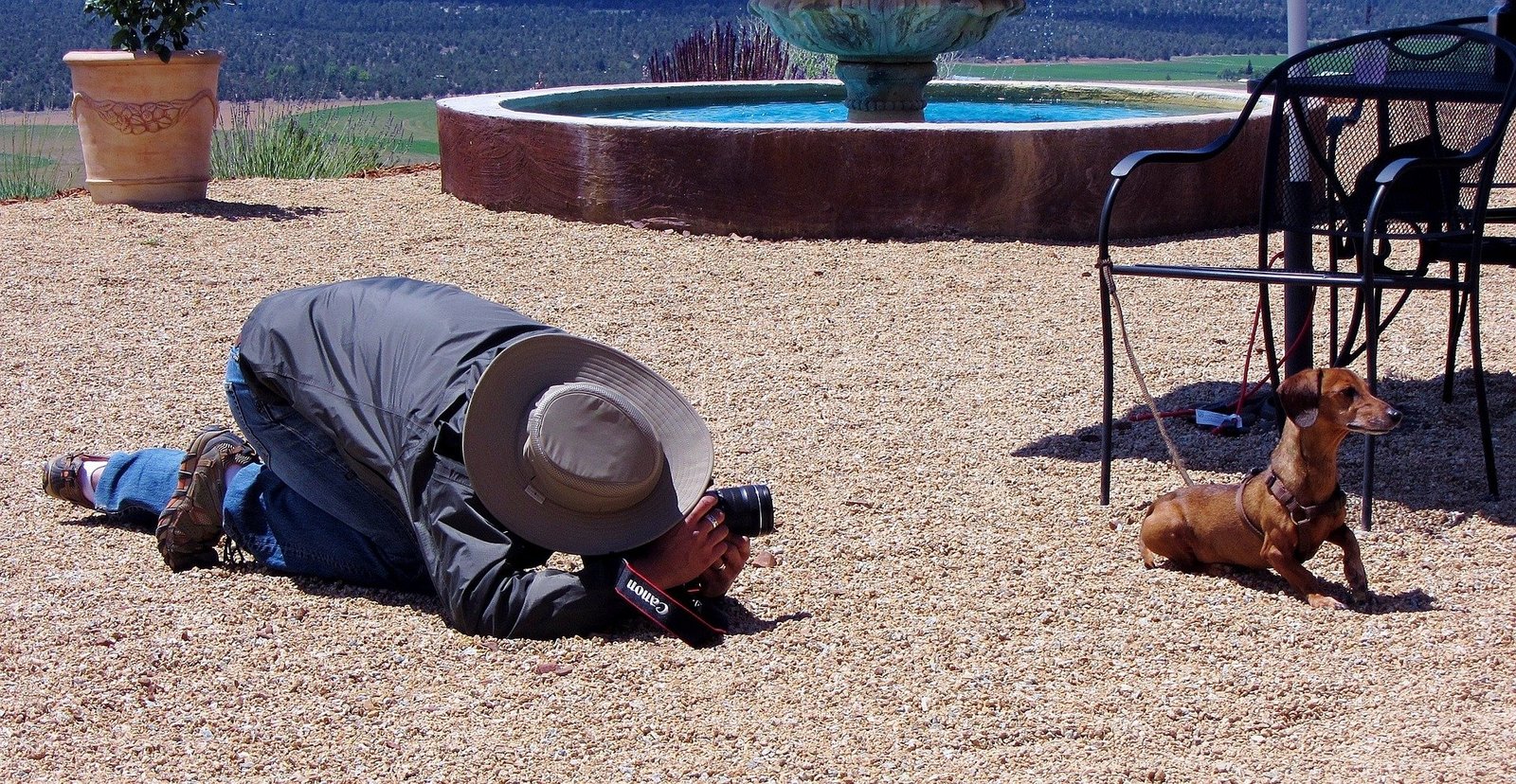 ShutterRelease1's tweet card. If you're looking to take amazing photos of your furry friend, check out these five best cameras for dog photography!