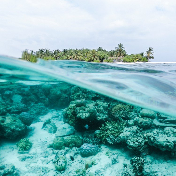 ShutterRelease1's tweet card. Want to take stunning underwater photos but don't know where to start? This guide will teach you the basics of underwater photography so you can capture beautiful images of sea life and landscapes.