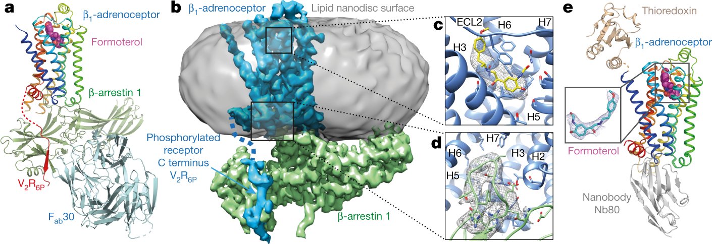 leetle_yang's tweet card. Nature - A cryo-electron microscopy structure of the β1-adrenoceptor coupled to β-arrestin 1 and activated by the biased agonist formoterol, as well as the crystal structure of a related...