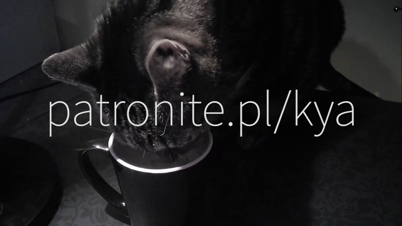 nerdkya's tweet card. Kot i kubek po kawie