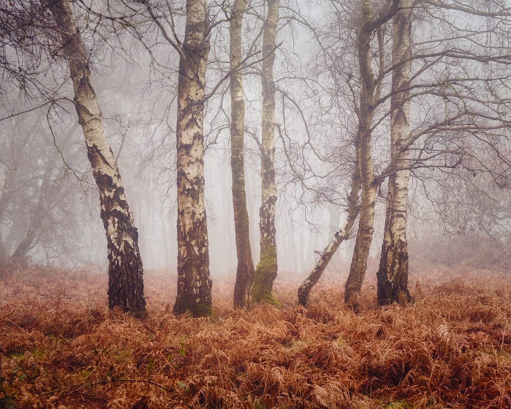 TimSmalley's tweet card. Learn how to start woodland photography with this step-by-step guide. Discover tips on gear, composition, lighting & practice to capture stunning forest scenes.