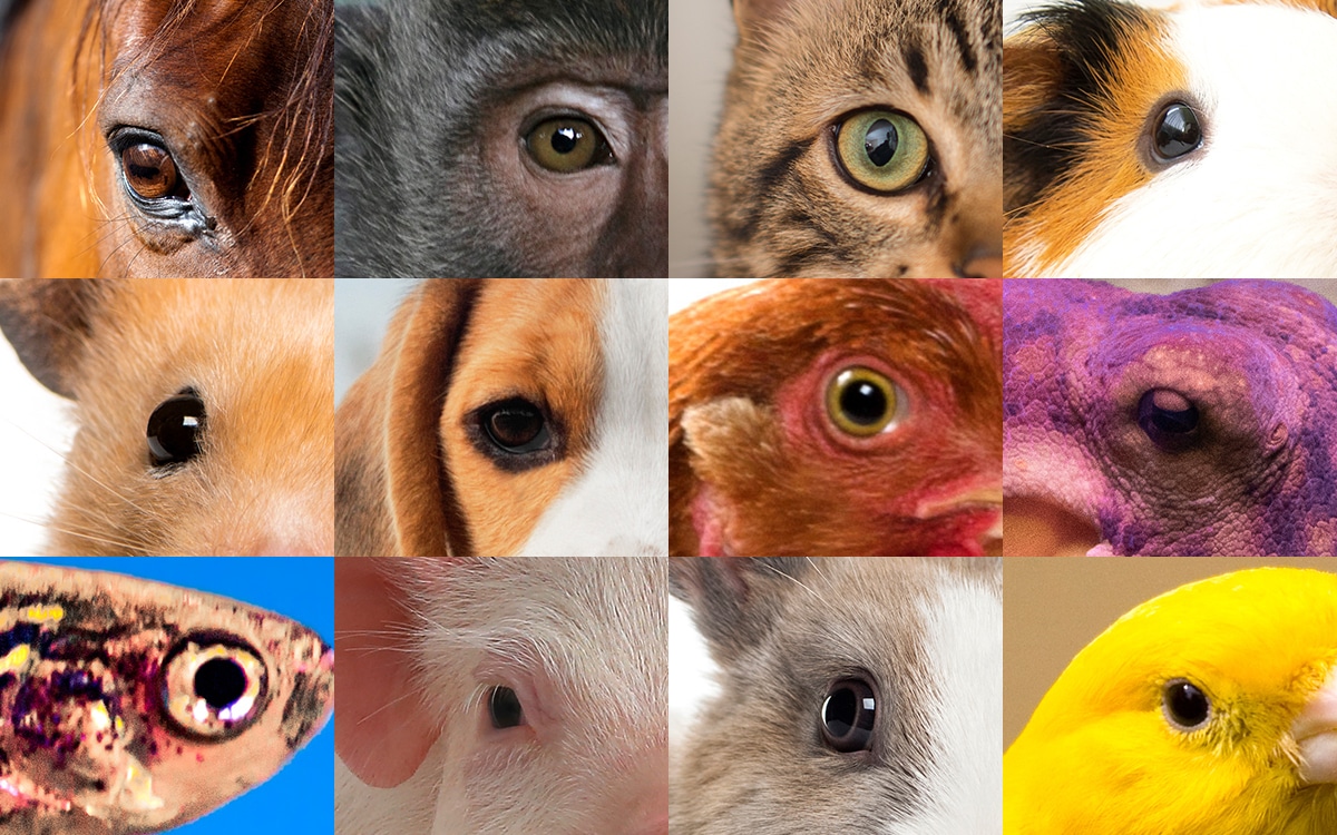 ExpeAnimale's tweet card. Grâce à un travail mené depuis le printemps dans le but de fournir au public une représentation complète des pratiques actuelles de la France en expérimentation