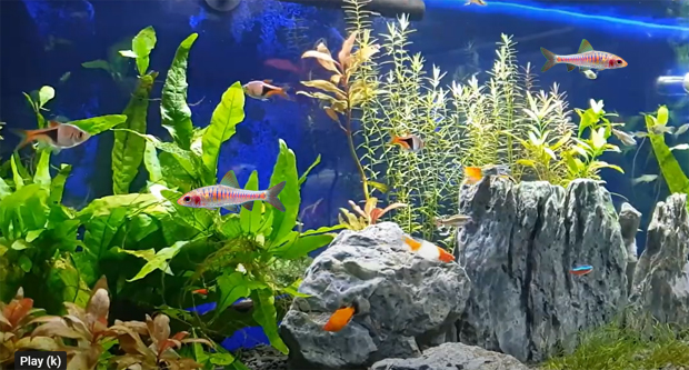 GamesCoverBlog's tweet card. Does Barbus Fasciolatus need an aquarium heater, filter or lights? What type of tank filter & light setting is suitable for African Banded Barb fish?