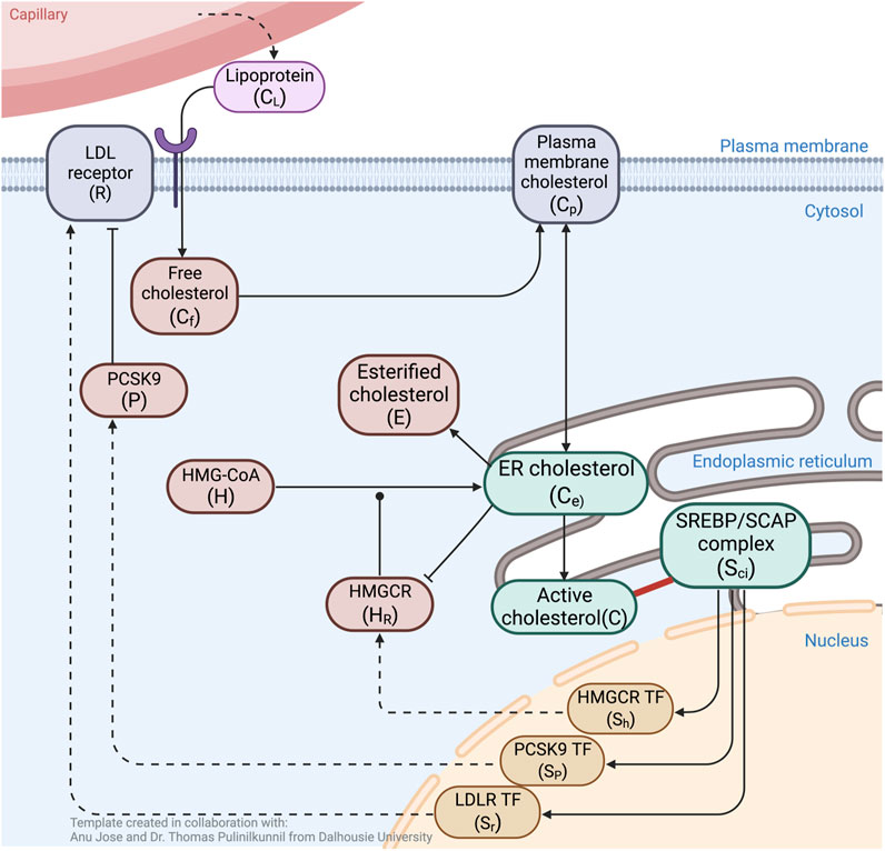 FrontCellDevBio's tweet card. Although cholesterol is essential for cellular viability and proliferation, it is highly toxic in excess.The concentration of cellular cholesterol must there...
