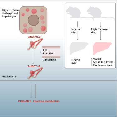 Wei_Lab_WISC's tweet card. In this study, Zhao et al. identify Angiopoietin-like 3 (ANGPTL3) as a regulator of hepatic fructose metabolism in metabolic dysfunction-associated steatotic liver disease (MASLD), independent of its...