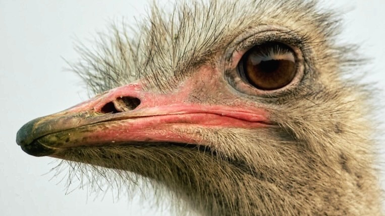 DonaldBestCA's tweet card. Guest Column by Human Rights Lawyer Bath-Shéba van den Berg British Columbia – Canadian federal government agencies culled hundreds of beautiful healthy ostriches, for ‘regulatory’ reasons. The...