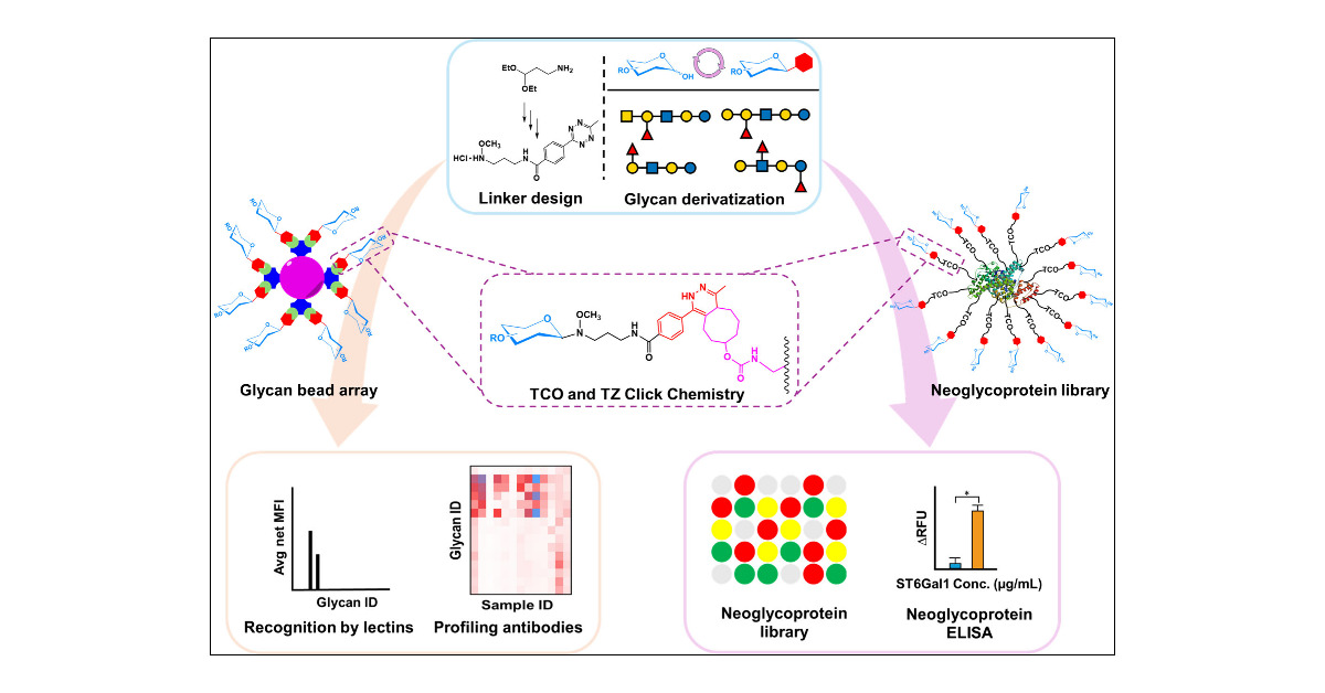 theNCFG's tweet card. Specific recognition of glycans by proteins is important in many biological processes and immune responses. Here we present a general approach for derivatizing free glycans with a novel linker MTZ...