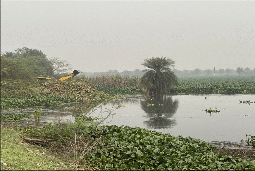 BioinvNet's tweet card. Biological Invasions - The water hyacinth (Eichhornia crassipes) is an invasive species that rapidly multiplies and leads to the extinction of native species. These intrusions progressively destroy...