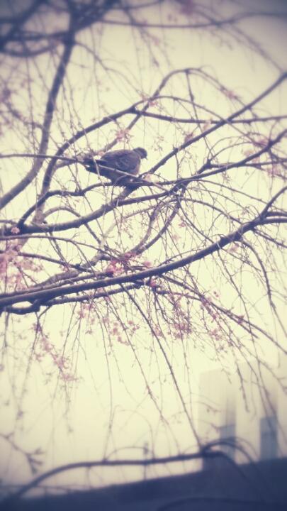 Si82N5dcv6ysEtQ's tweet card. “人生の月経経験のなかでは今月穏やかなものなのに『もういやだ』『つかれた』と駄々をこねてる自分が日常にもストップをかけてくるみたいになっている信頼している関係…