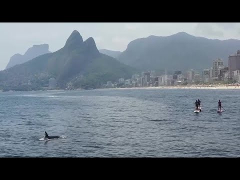 toddgitlin's tweet card. Killer whales spotted off Brazil's coast in rare sighting