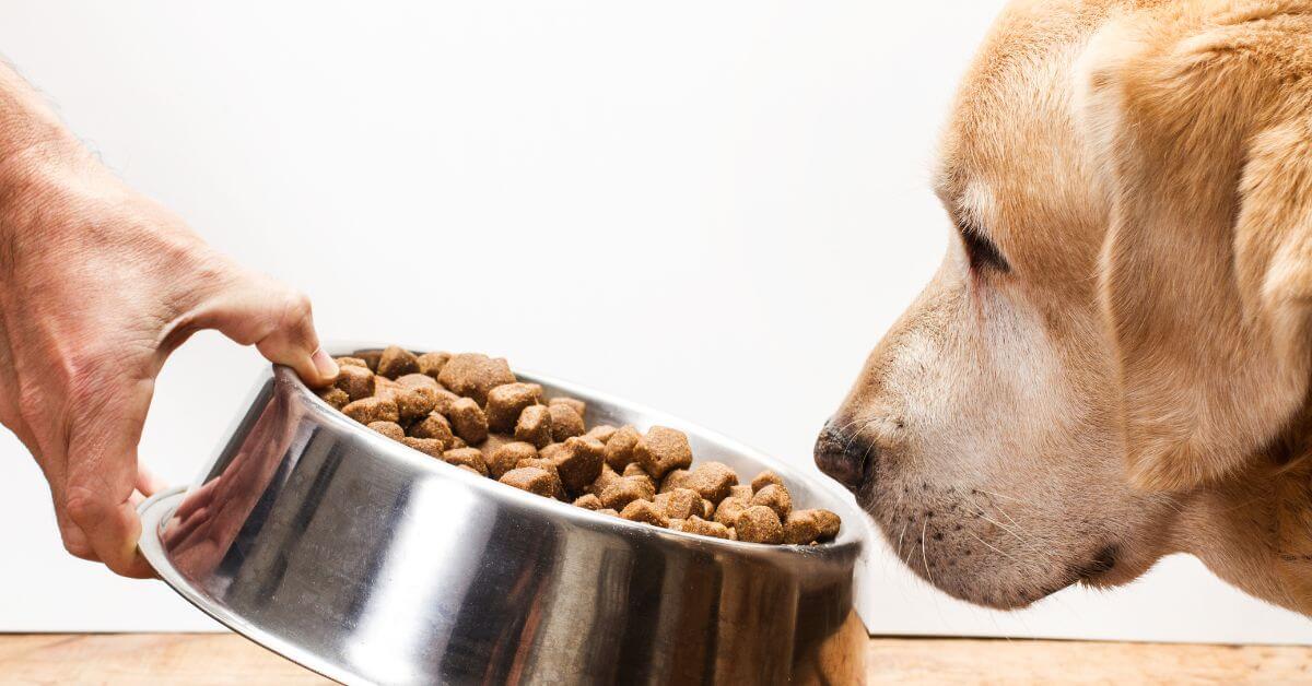 PHIDirect's tweet card. Learn the possible reasons why your dog is refusing to eat their food but will eat their treats and how to try to fix it.