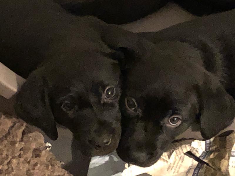 ScentDetection's tweet card. Sweetest little faces 🥰, specially when they’re about to fall asleep 😴. . Field Trial Labrador puppies born on the first of October. Beautiful pups, 3 female and 3 male all doing brilliant! Very...