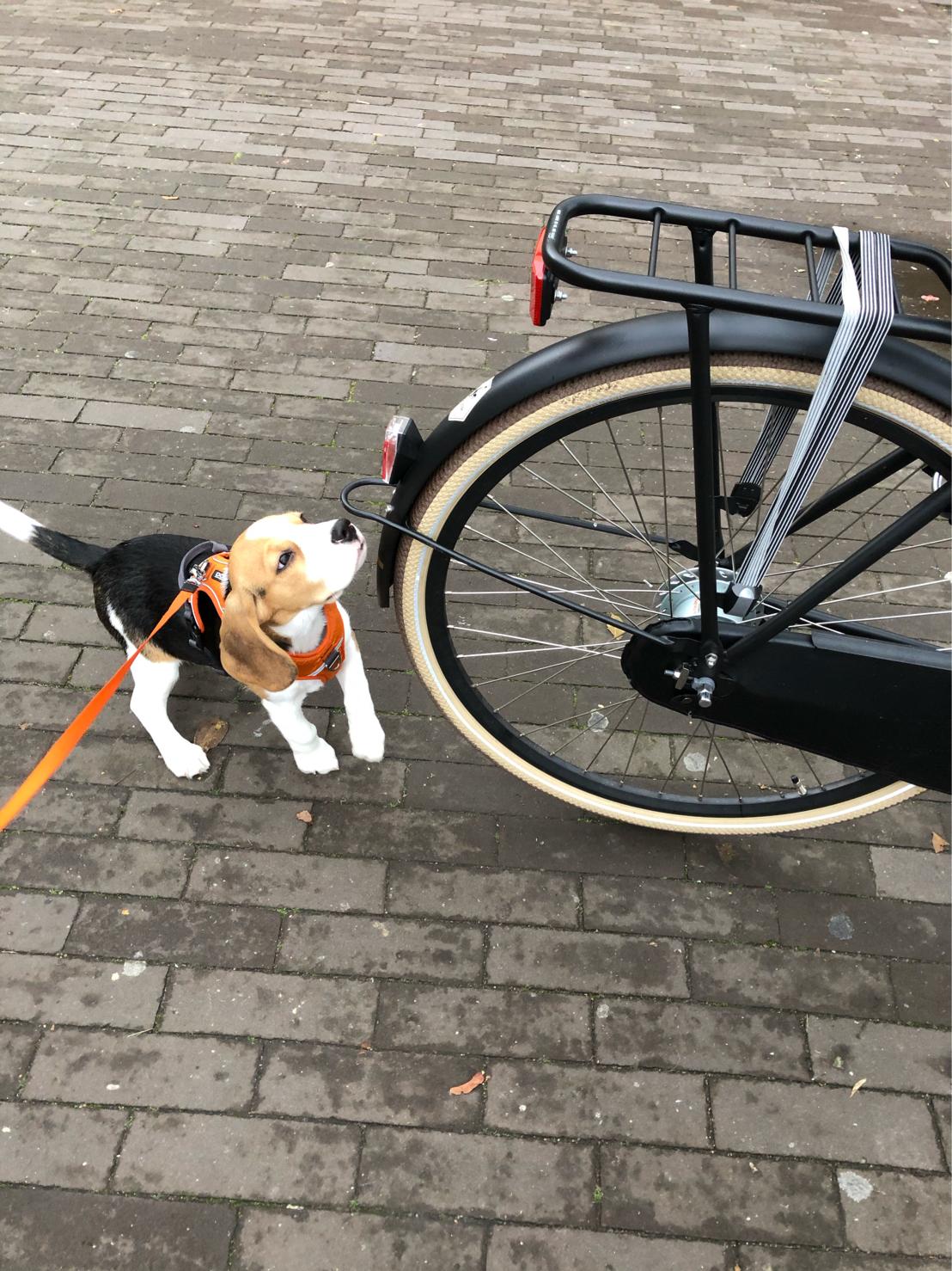 ScentDetection's tweet card. Instead of car search, a fun bike search with Geoff. #BourneparkGundogs #BourneparkBeagles #ScentDetectionAcademy #HotscheLuik #AdvancedCanineTechnologies #EricBurchell #SDA #ACT #dog #education...