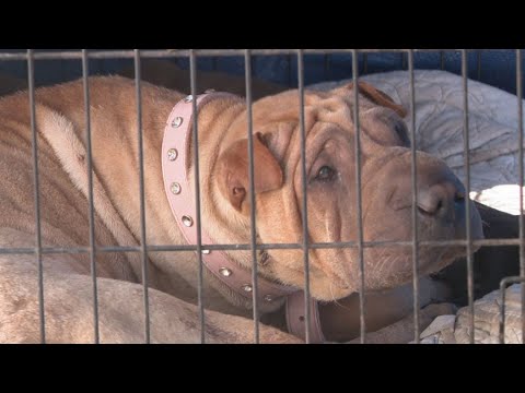 IncarcerNation's tweet card. Family seeks justice after deputy shoots dog while searching wrong...