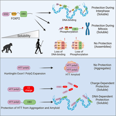 ShorterLab's tweet card. DNA binding and phosphorylation protect FOXP2, a transcription factor with the longest polyQ track in the proteome, from aggregation during interphase and mitosis. Harnessing these native solubilit...