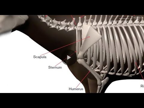TheHuntingPage's tweet card. Arrow penetration is high on the list for most, if not all bowhunters. How good of penetration are you getting with your archery gear?
