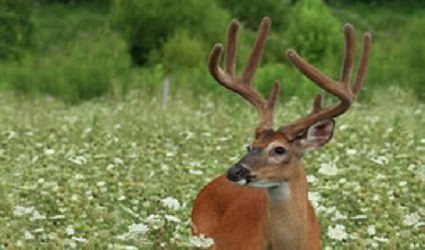 TheHuntingPage's tweet card. Planting food plots is important to nourish healthy wildlife populations on your land, but planting the plots at the right time is just as important as what you plant. Timing your planting for the...