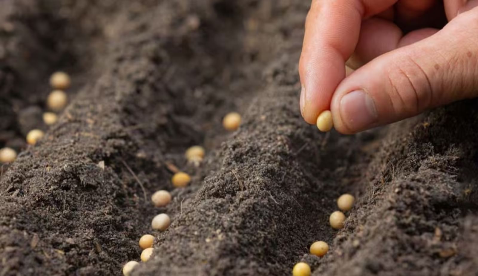 gaonjunctionofc's tweet card. हाल ही में सरकार ने दशकों पुराने बीज कानूनों को बदलने के लिए बीज विधेयक 2025 का मसौदा पेश किया। सरकार का कहना है कि इससे