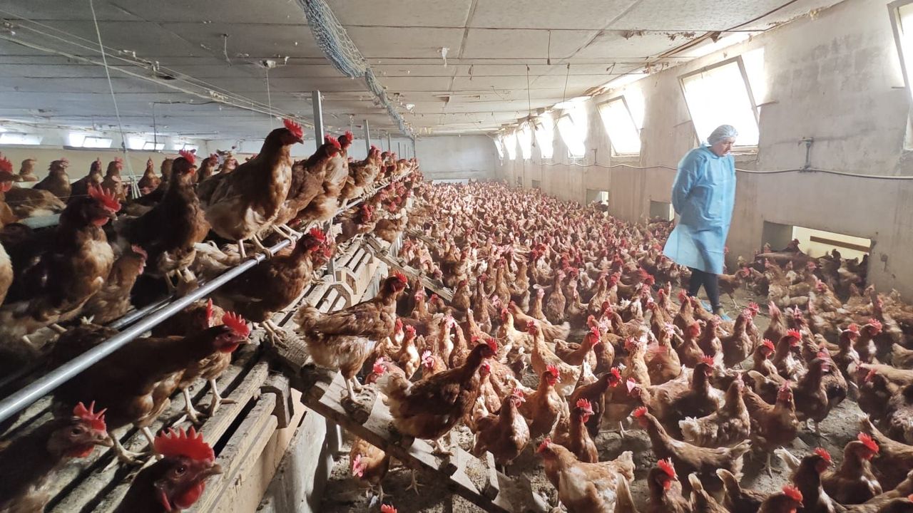 OccidenteAstur's tweet card. Comparten la medida de cerrar todas las aves de corral del país por el riesgo de que se extienda la gripe aviar y llegara a afectarles