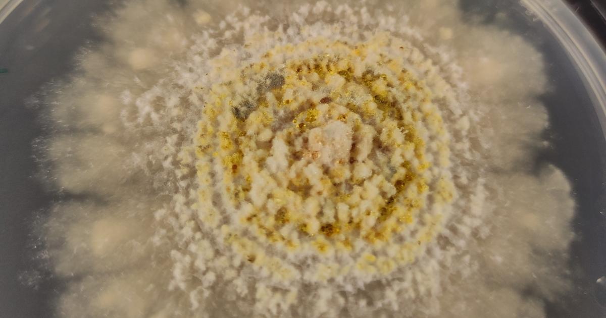 UniOulu's tweet card. Tutkimus valottaa puiden symbioosia eli vuorovaikutussuhteita mikrobien kanssa stressaavissa olosuhteissa.