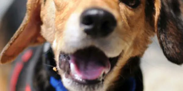 ASPCApro's tweet card. Fireworks, food, lawn products and pool chemicals: Do you know how to treat these top July 4 toxicities? Read tips from ASPCA Poison Control.