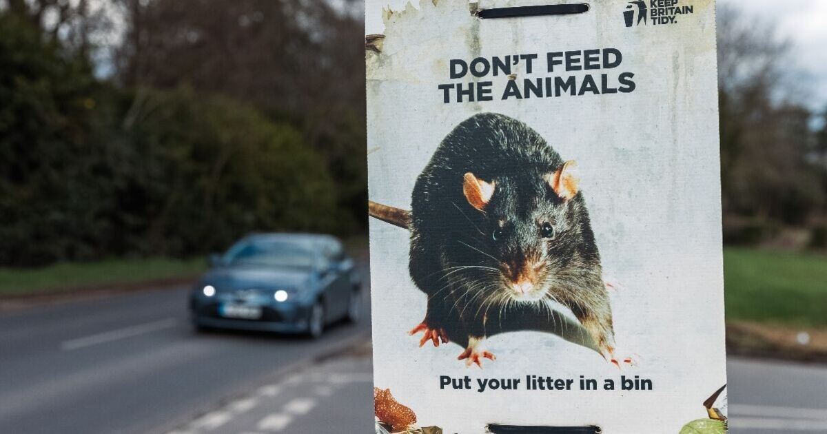 Multiflap's tweet card. Locals complain that rats the size of cats are plaguing their town after pest control services and bin collections were cut.