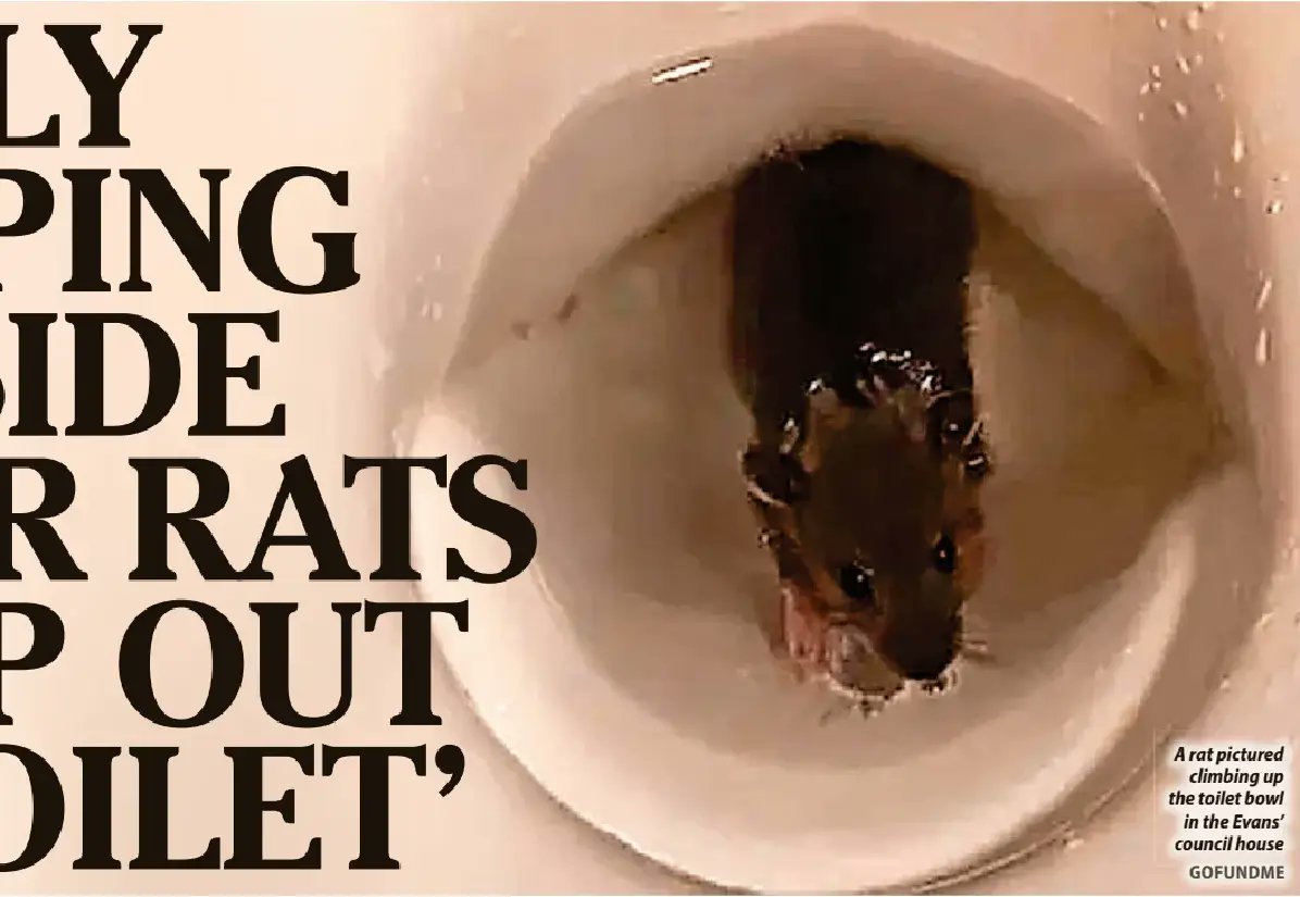 Multiflap's tweet card. AFAMILY with two young chil­dren say they have been forced to sleep in the garden – after rats star­ted jump­ing out of their toi­let. John Evans, 47, says the rodents began crawl­ing up the drain­...