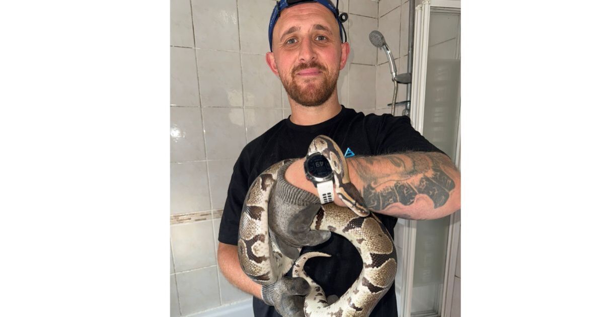 Multiflap's tweet card. The man had one hell of a shock when he went to the toilet in the middle of the night.