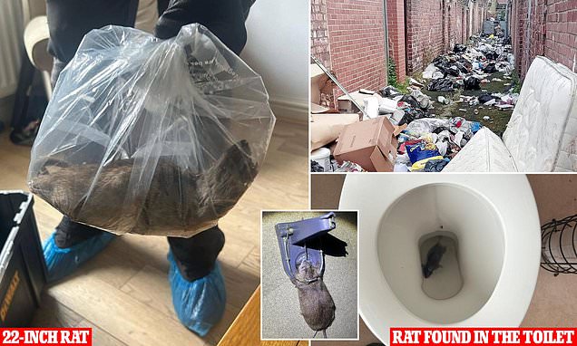 Multiflap's tweet card. Rat catcher Jamie Lawrence, of Exopest Ltd, says Middlesbrough residents are probably suffering thanks to historical council cutbacks.