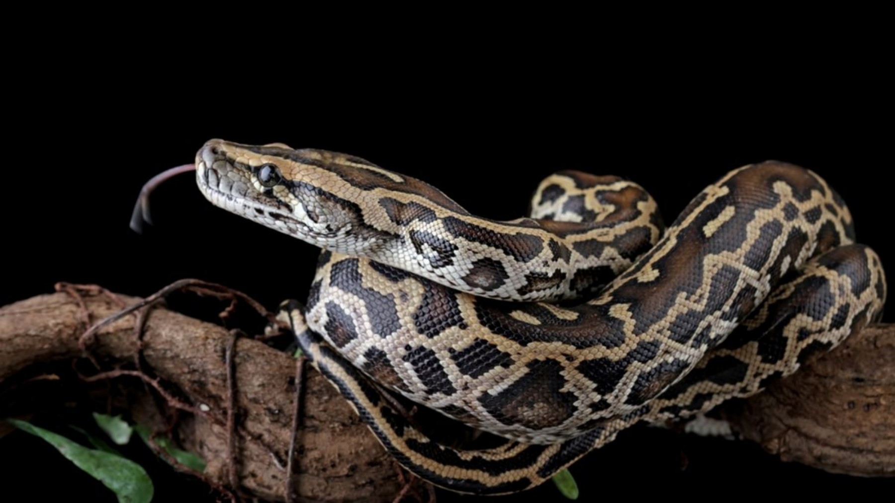 Multiflap's tweet card. The Everglades National Park is experiencing a health emergency. Its flora and fauna is being affected by the invasion of reptiles, specifically the Burmese