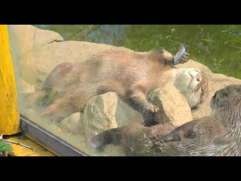 agileSeong's tweet card. Tilgate Nature Centre / Cute Otters 🦦 & Animals / Part 1