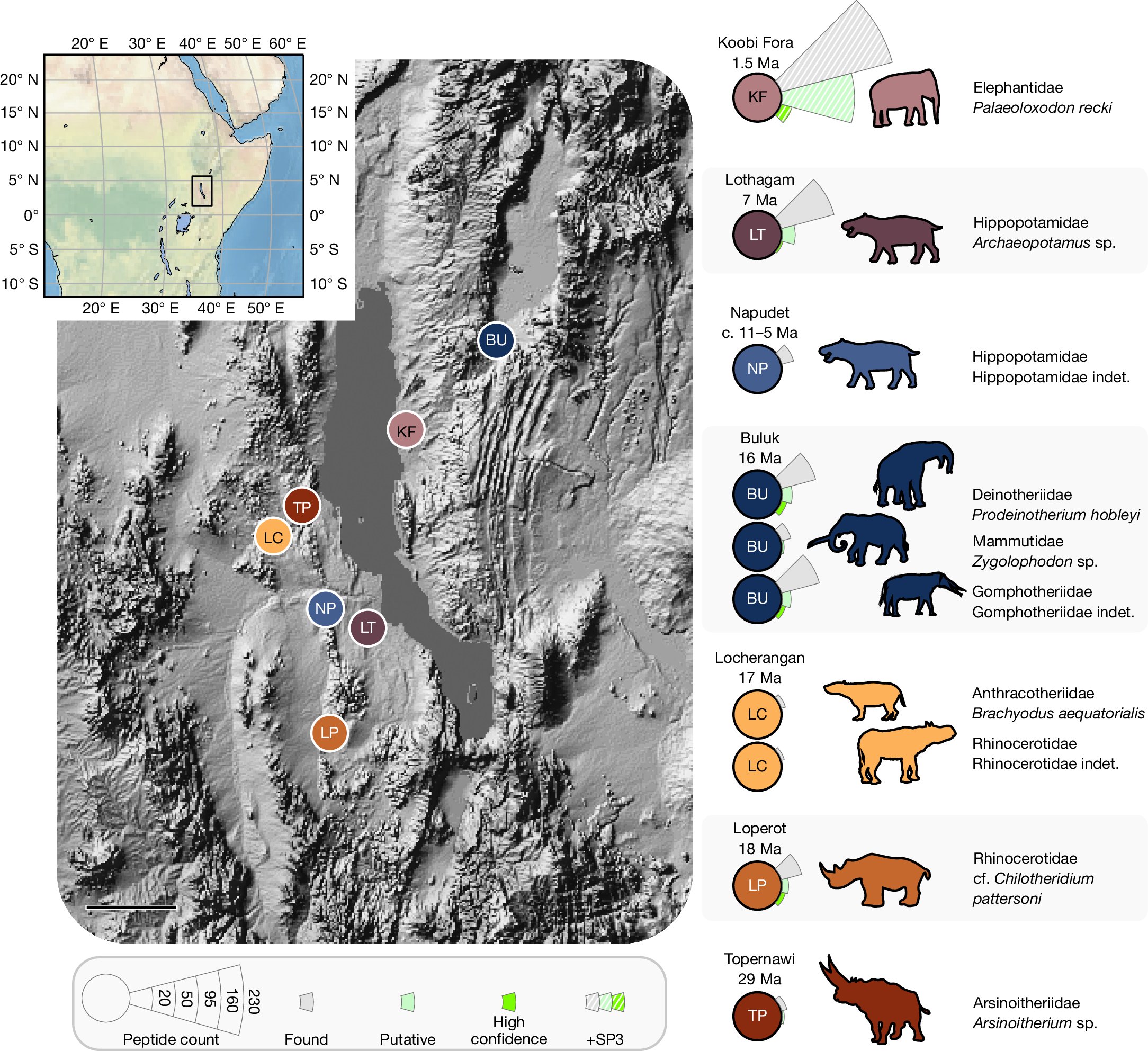 TurkanaMiocene's tweet card. Nature - The isolation of dental proteins from fossils deposited 1.5 million to 18 million years ago in the Turkana Basin in Kenya, a tropical region, demonstrate the promise of dental enamel for...