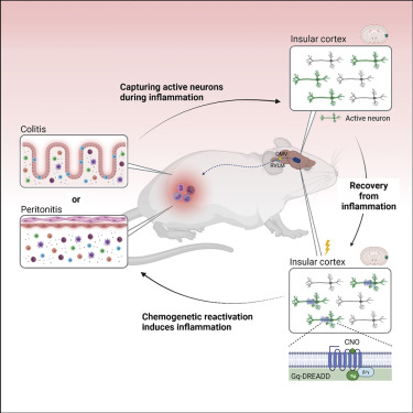Pluchinolab's tweet card. Neuronal ensembles in the mouse insular cortex activated during distinct inflammatory conditions are capable of retrieving or suppressing the associated peripheral immunological responses.